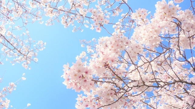 桜