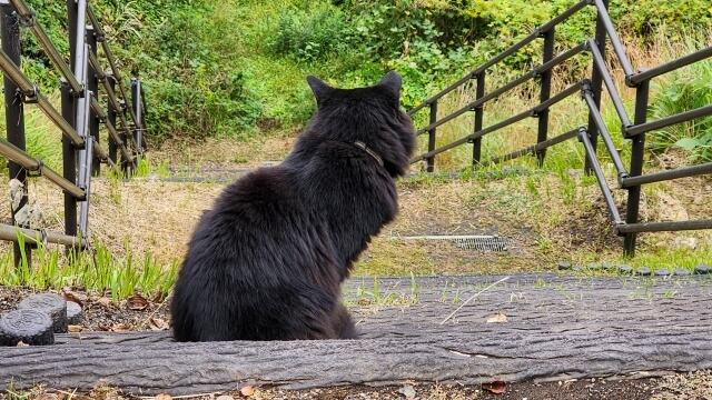 黒猫の背中